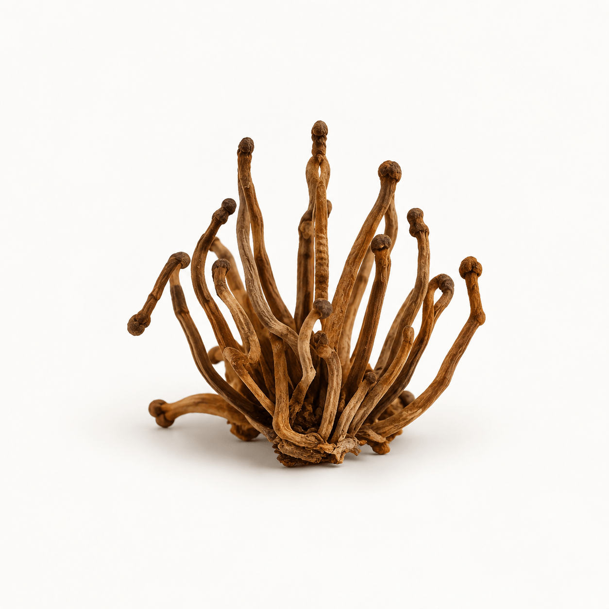 Cordyceps sinensis