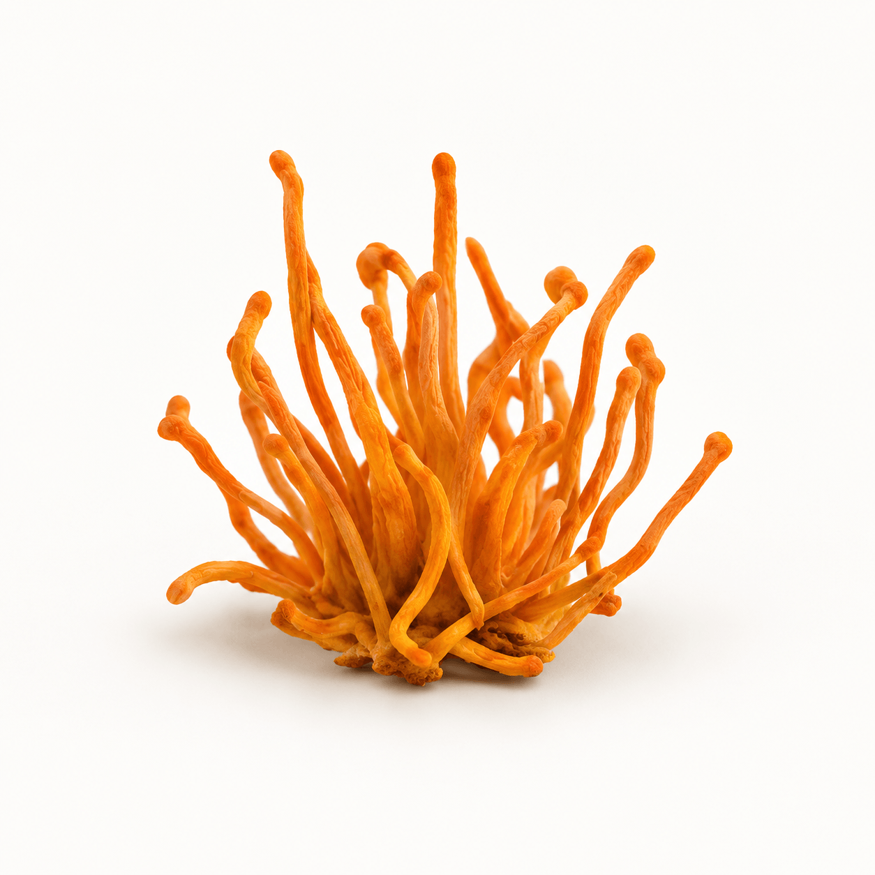 Cordyceps militaris
