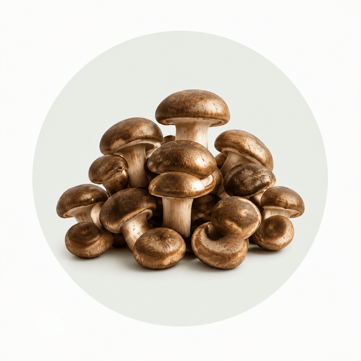 Mushroom Extracts