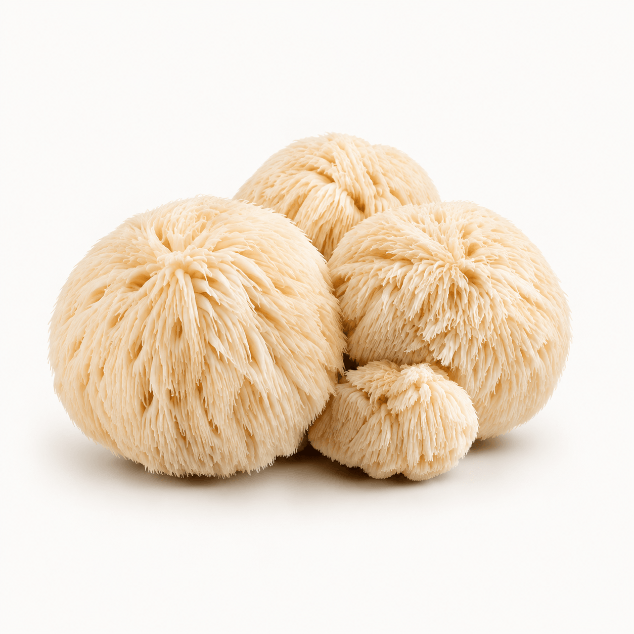 Lion's Mane