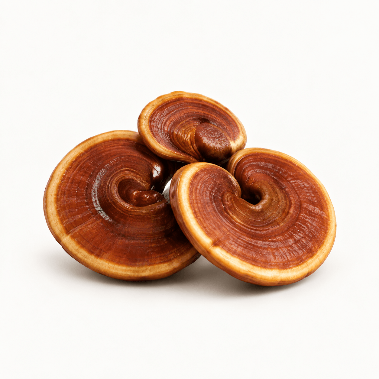 Red Reishi