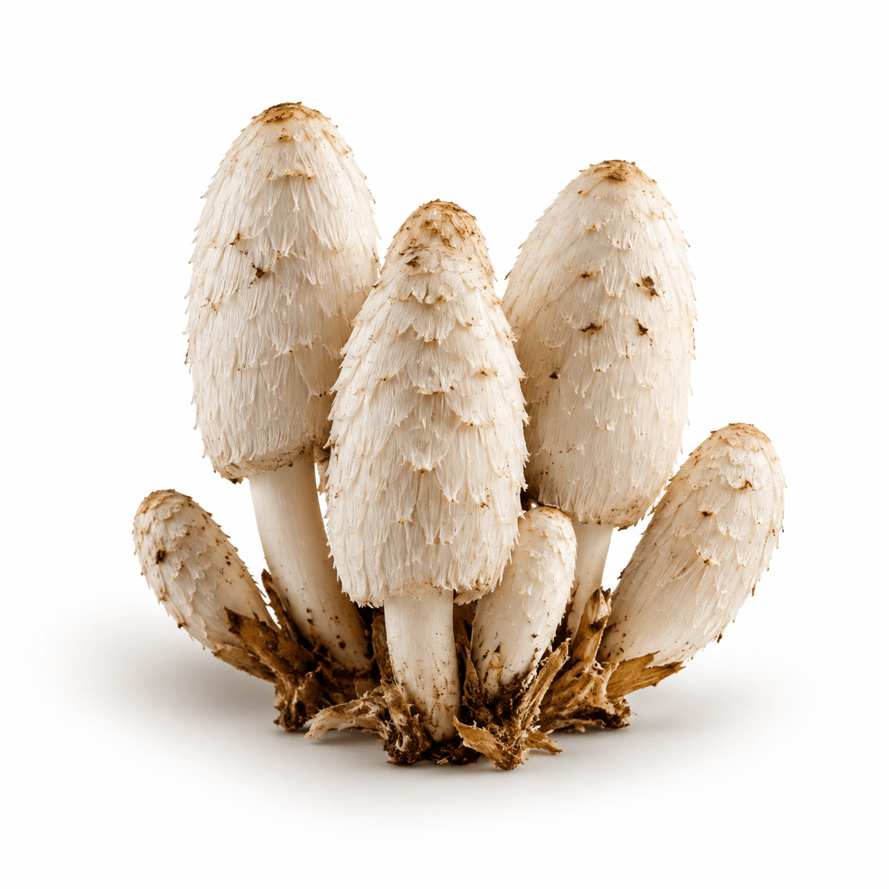 Shaggy Mane