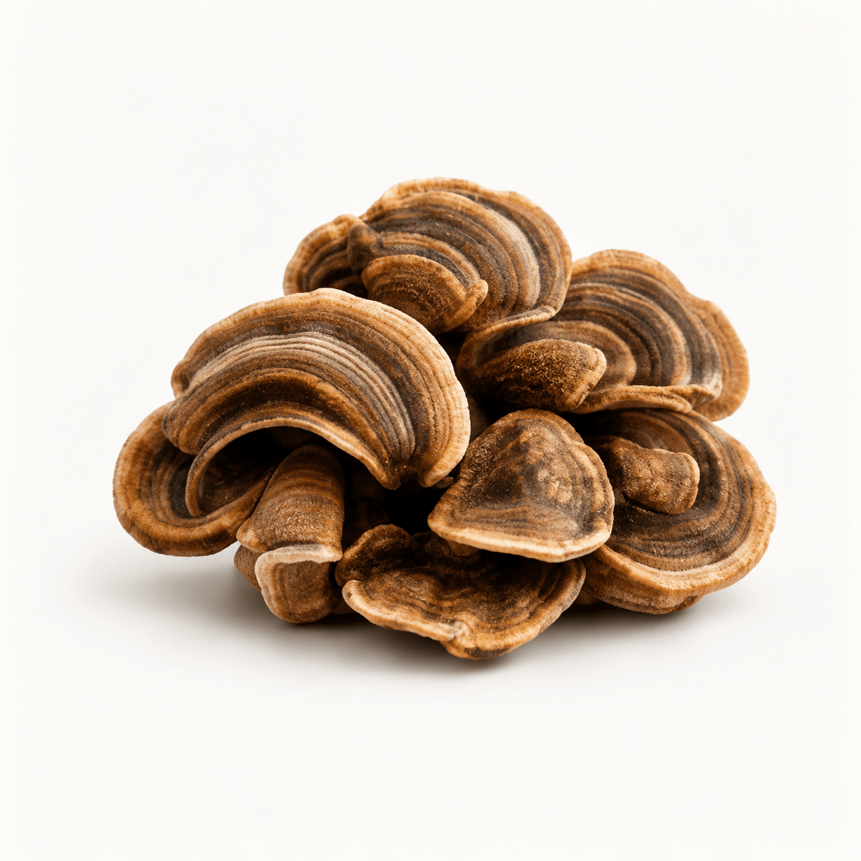 Turkey Tail