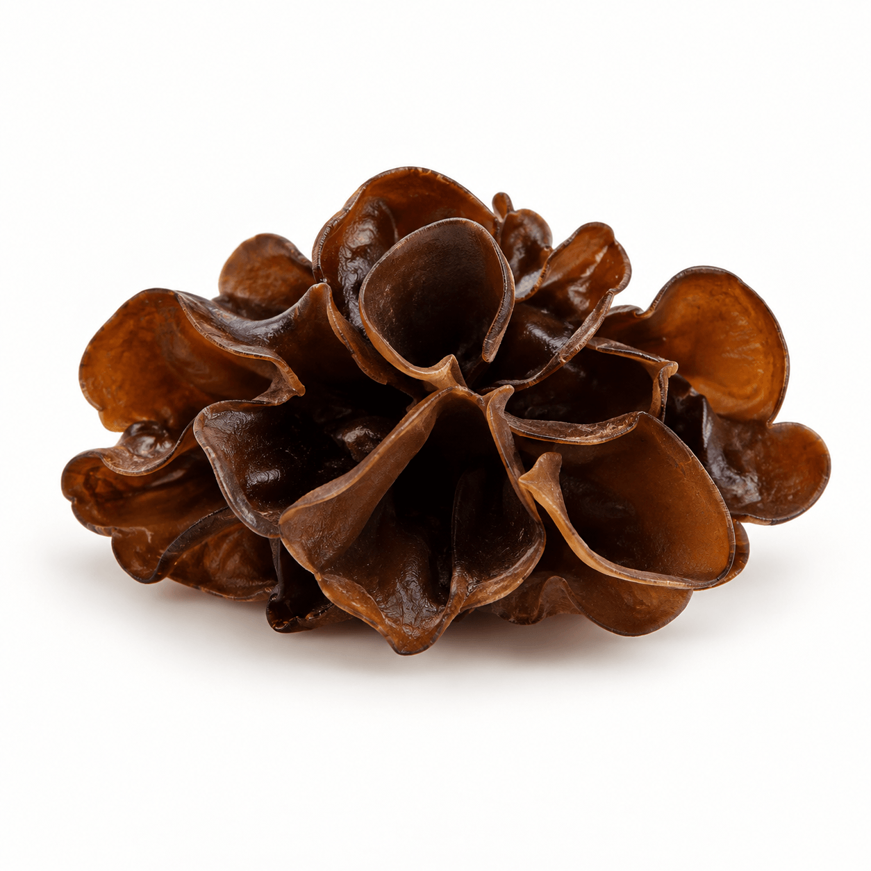 Wood Ear