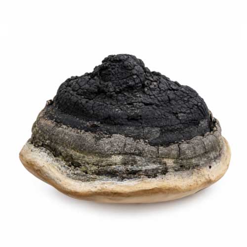 Black Hoof