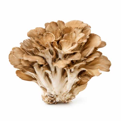 Maitake