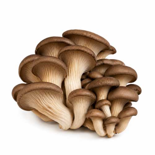 Oyster